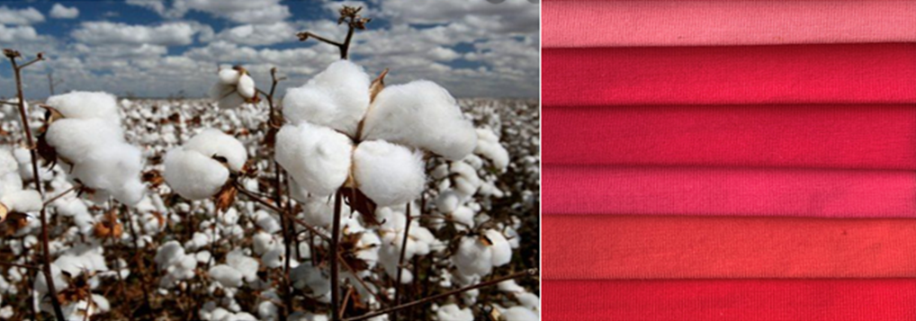 phân biệt vải cotton
